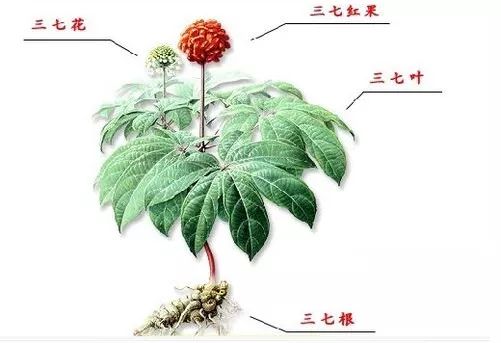 三七花的功效与作用