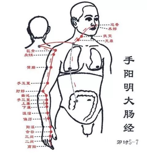 手阳明大肠经穴位