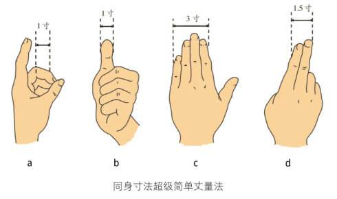 手指同身寸法（取穴比量方法示范图）