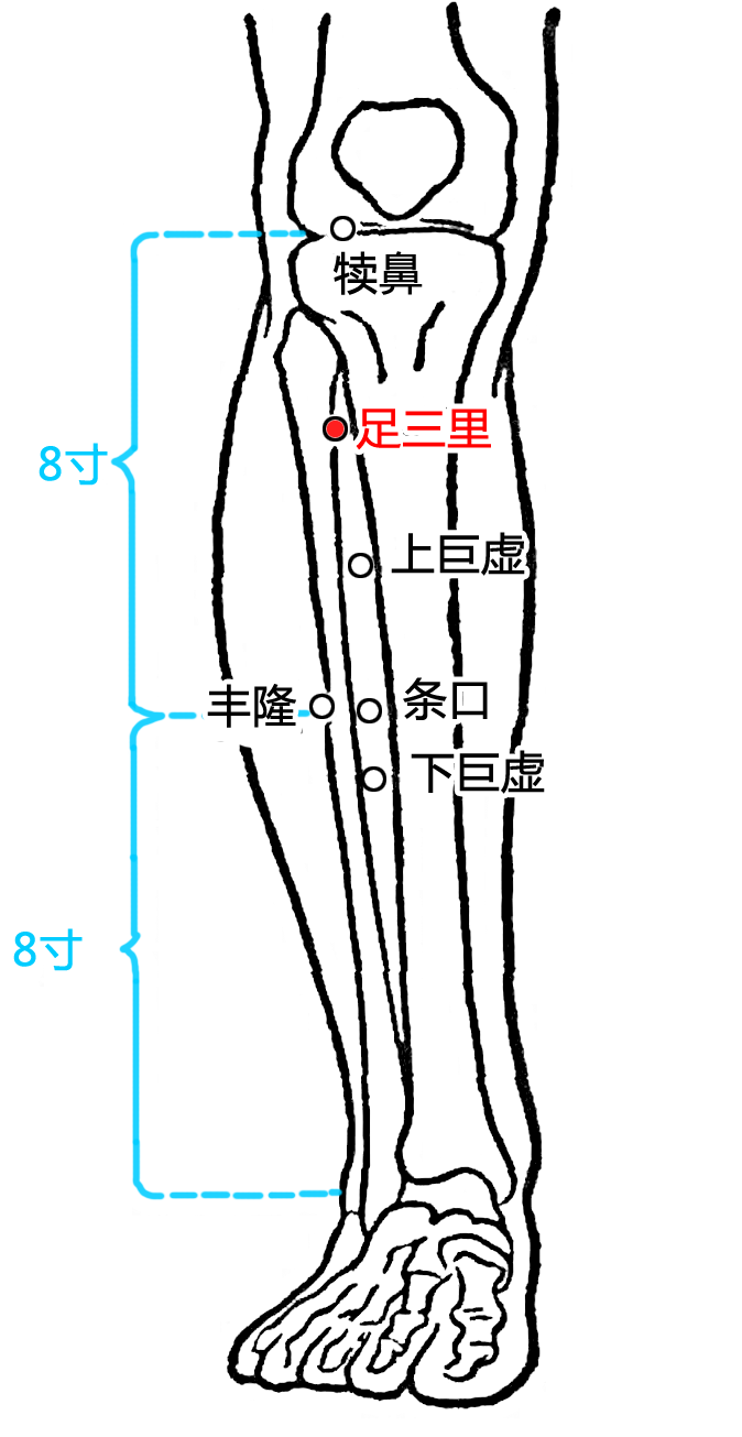 <a href=/yangsheng/xuewei/zusanli.html target=_blank class=infotextkey>足三里穴</a>