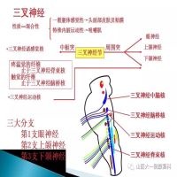 三叉神经的解剖基础